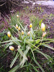 Tulipa urumiensis