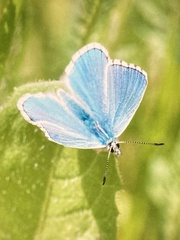 Polyommatus bellargus