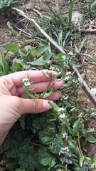 Valerianella echinata
