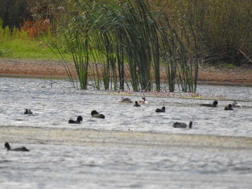 iNaturalist image
