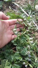 Valerianella echinata