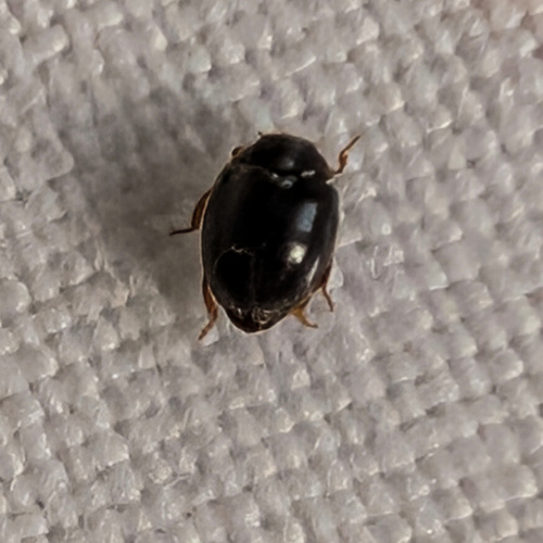 Coccinelle Tête d'Épingle