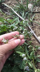 Valerianella echinata