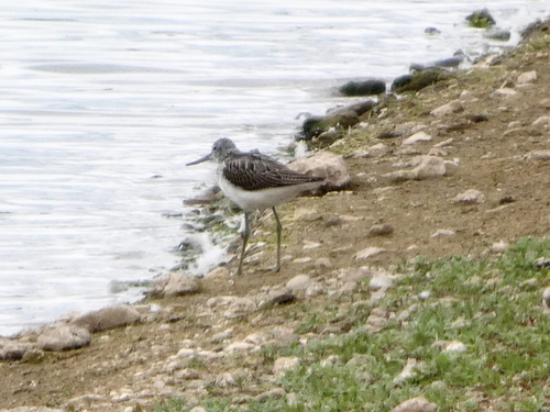iNaturalist image