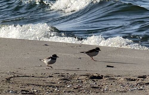 iNaturalist image