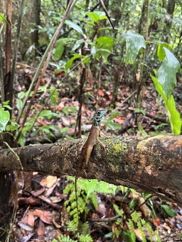 Sri Lanka Kangaroo Lizard