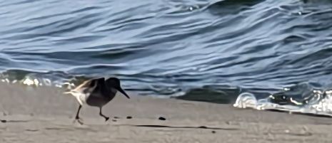 iNaturalist image