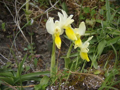 Orchis pauciflora
