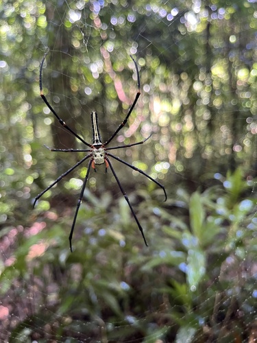 Giant Golden Orbweaver