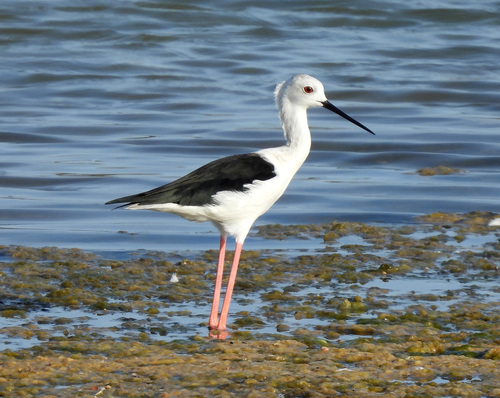 iNaturalist image
