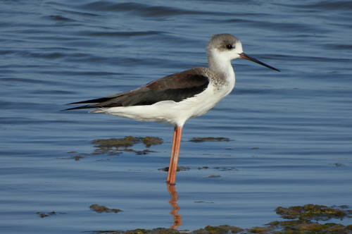 iNaturalist image