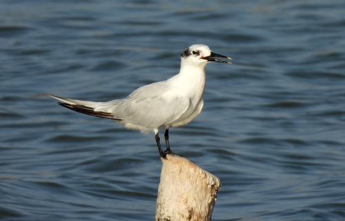 iNaturalist image