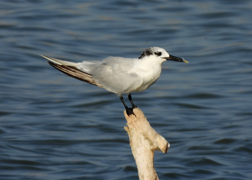 iNaturalist image