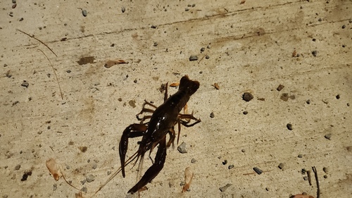 Procambarus acutus