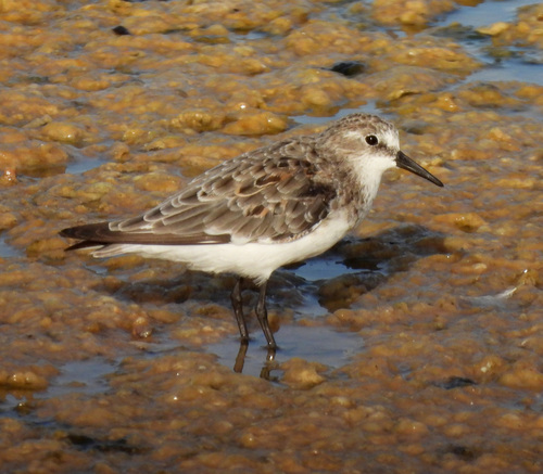 iNaturalist image