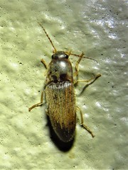 Conoderus falli