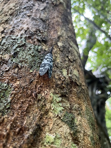 Pyrops maculatus