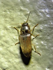 Conoderus falli