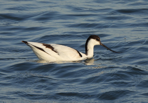 iNaturalist image