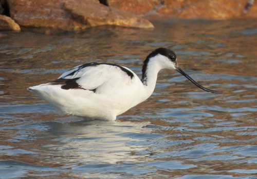iNaturalist: (c) franciscopicondiaz, some rights reserved (CC BY-NC) iNaturalist image