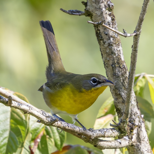 Yellow-breasted Chat