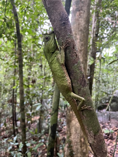 Hump Snout Lizard