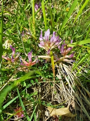 Astragalus monspessulanus monspessulanus