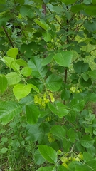Ptelea trifoliata mollis