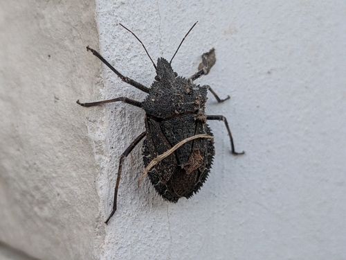 Mediterranean Spiny Stink Bug