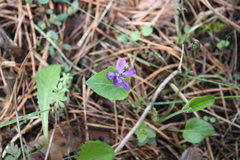 Viola ambigua