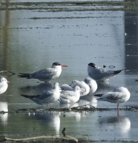iNaturalist image