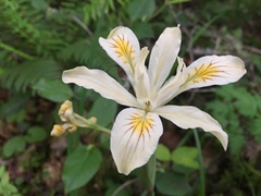 Iris chrysophylla