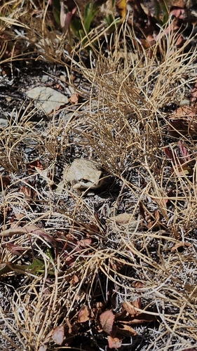 iNaturalist observation photo of Pacific chorus frog