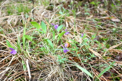 Viola ambigua