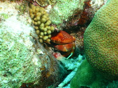 Carpilius corallinus