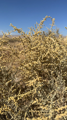 Atriplex polycarpa, photograph (c) Gregory Wada, some rights reserved (CC BY)