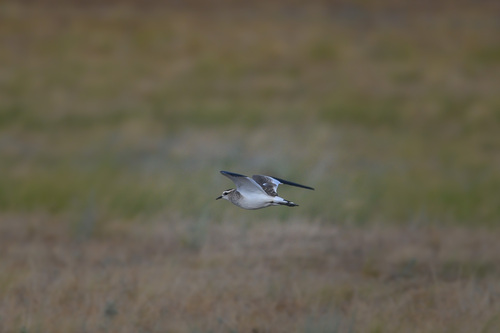 Sociable Lapwing