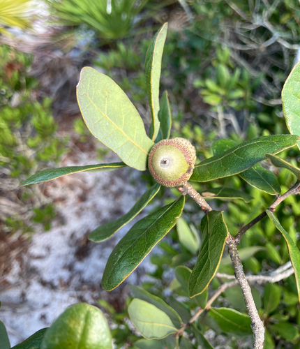 Quercus chapmanii, photograph 3