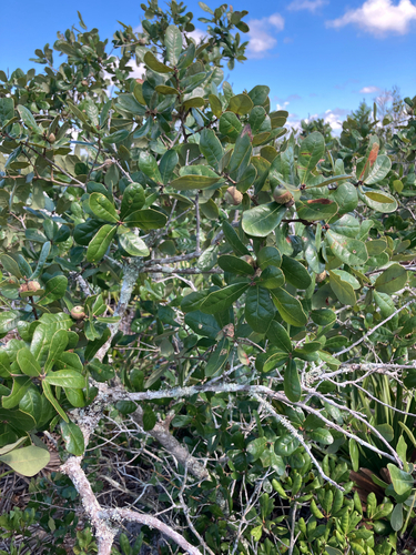 Quercus chapmanii, photograph 5
