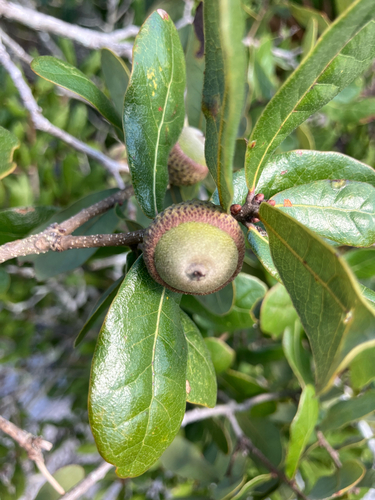 Quercus chapmanii, photograph 2