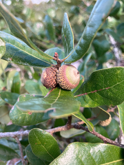 Quercus chapmanii, photograph author not stated, no rights reserved