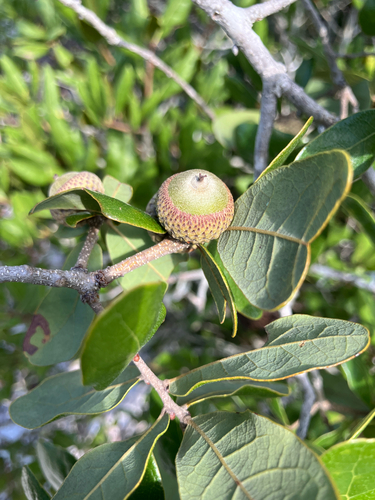 Quercus chapmanii, photograph 4