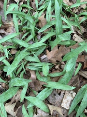 Erythronium albidum