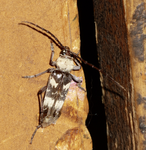 Megacyllene antennata