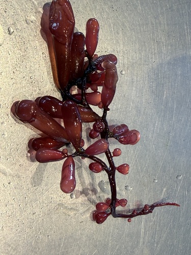 Botryocladia pseudodichotoma observed 2026-09-09