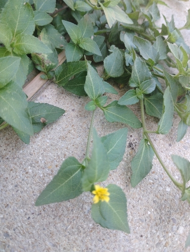 straggler daisy