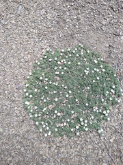 Euploca confertifolia