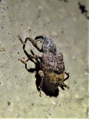 Conotrachelus elegans