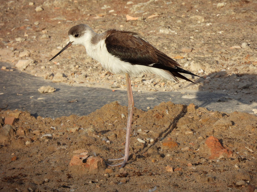 iNaturalist image