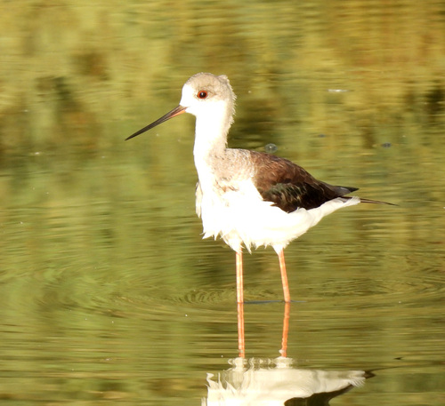 iNaturalist image